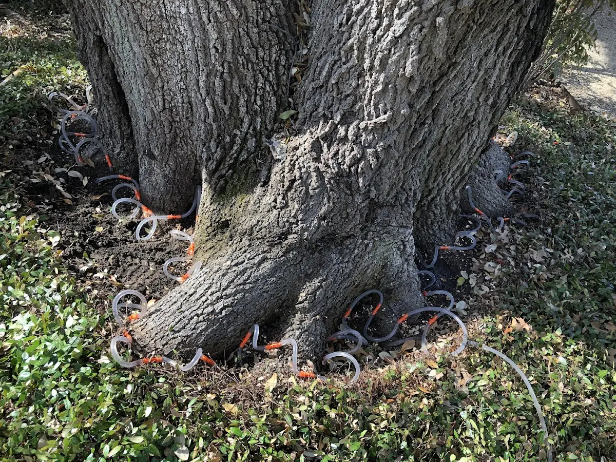Detailed Tree Cabling and Bracing job site in Daviston