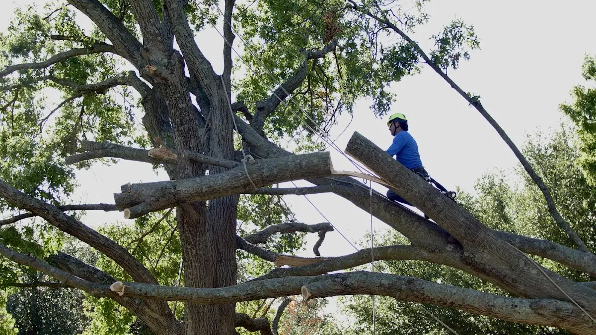 Professional Crown Thinning performed by certified arborists in Daviston